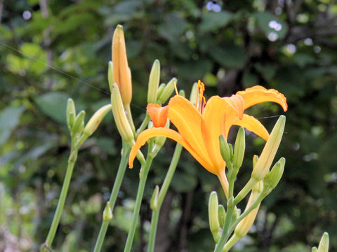 Hemerocallis fulva var. longituba