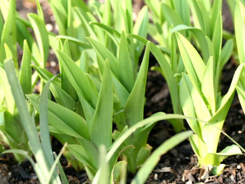 Hemerocallis fulva var. longituba