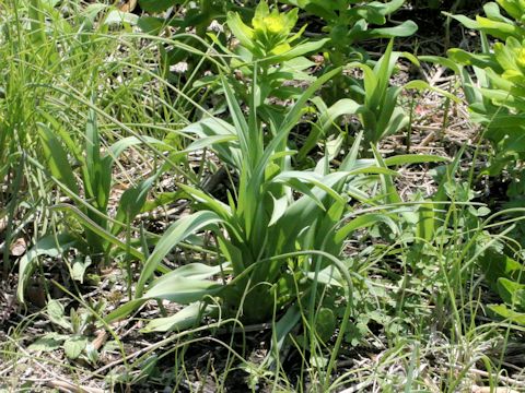 Hemerocallis fulva var. longituba