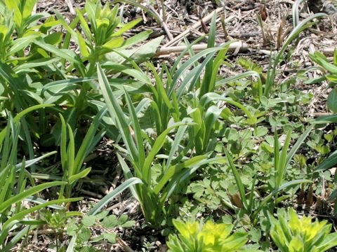 Hemerocallis fulva var. longituba