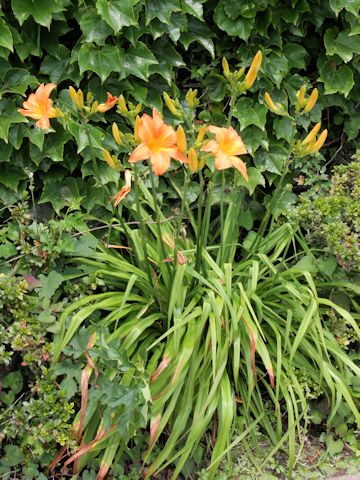 Hemerocallis fulva var. longituba