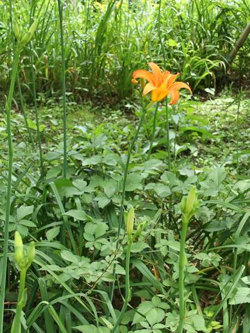 Hemerocallis fulva var. longituba