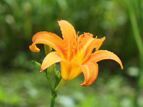 Hemerocallis fulva var. longituba