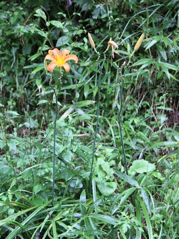 Hemerocallis fulva var. longituba