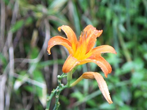 Hemerocallis fulva var. longituba