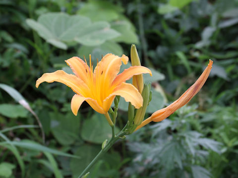 Hemerocallis fulva var. longituba