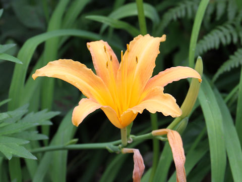 Hemerocallis fulva var. longituba