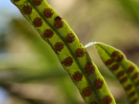 Lepisorus thunbergianus