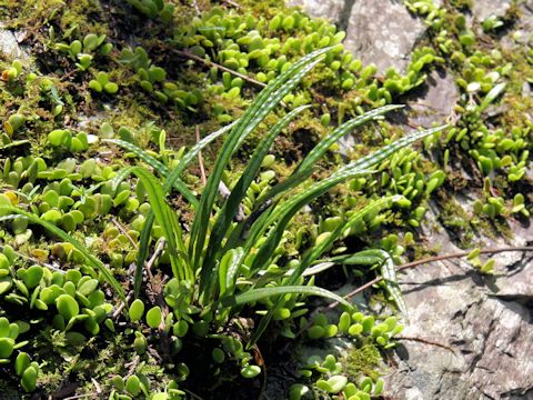 Lepisorus thunbergianus