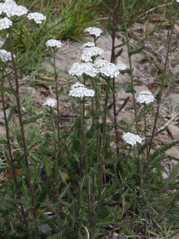 Achillea alpina