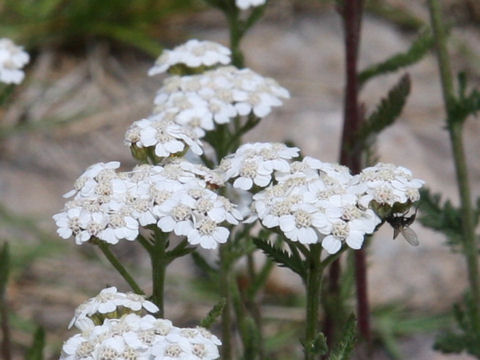 Achillea alpina