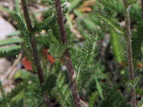 Achillea alpina