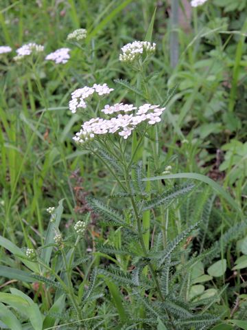 Achillea alpina