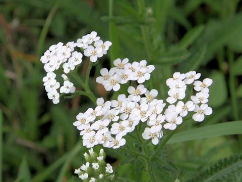 Achillea alpina