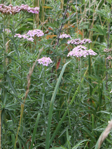 Achillea alpina