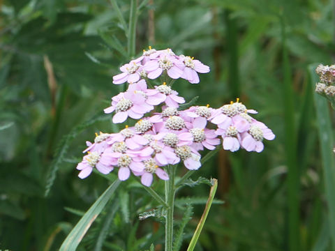 Achillea alpina