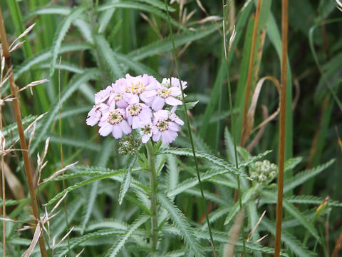 Achillea alpina