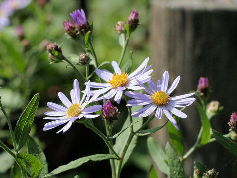 Aster microcephalus var. ovatus