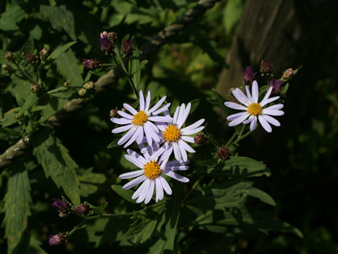 Aster microcephalus var. ovatus