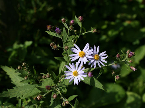 Aster microcephalus var. ovatus