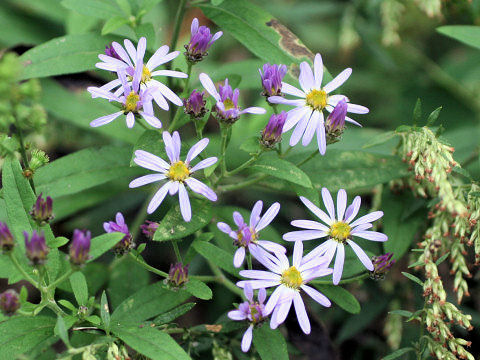 Aster microcephalus var. ovatus