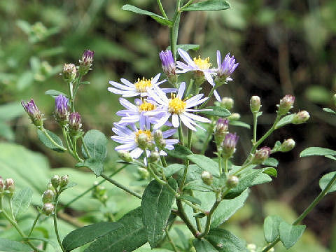 Aster microcephalus var. ovatus