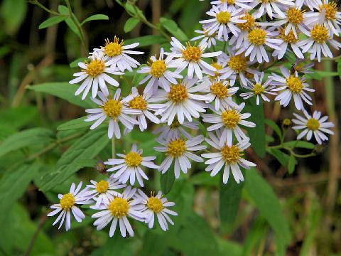 Aster microcephalus var. ovatus