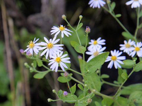 Aster microcephalus var. ovatus