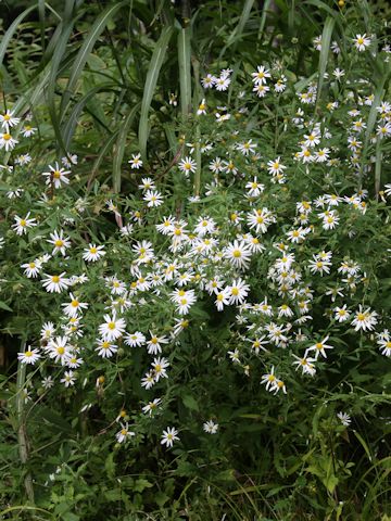 Aster microcephalus var. ovatus