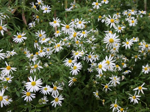 Aster microcephalus var. ovatus