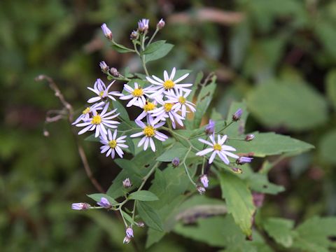 Aster microcephalus var. ovatus