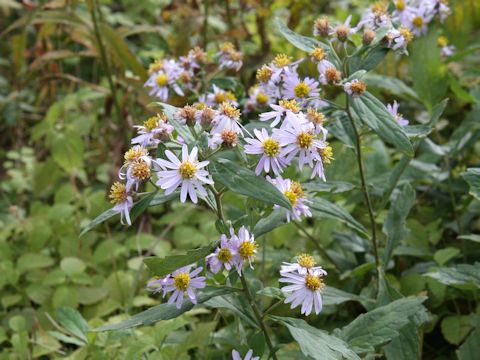 Aster microcephalus var. ovatus