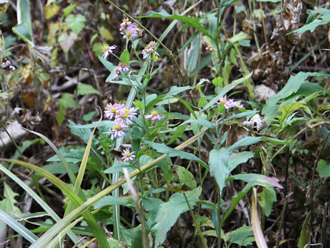 Aster microcephalus var. ovatus