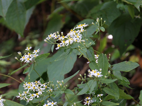 Aster microcephalus var. ovatus