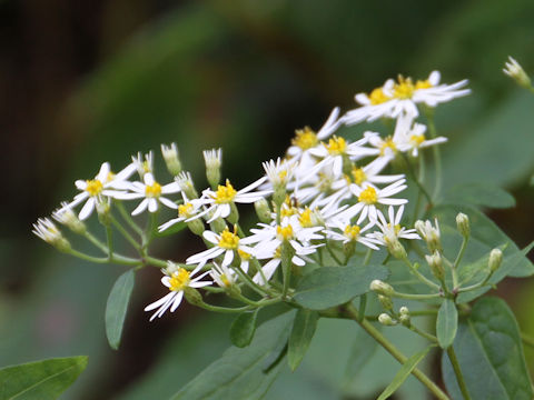 Aster microcephalus var. ovatus