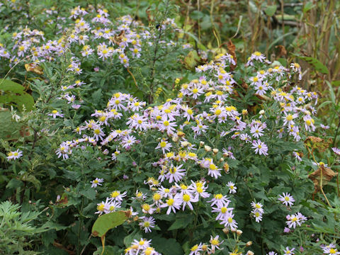 Aster microcephalus var. ovatus