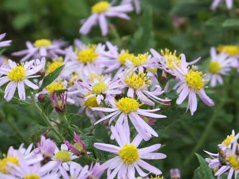 Aster microcephalus var. ovatus