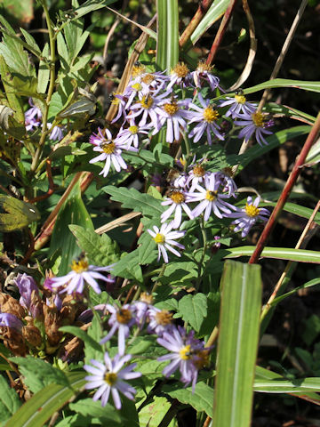 Aster microcephalus var. ovatus