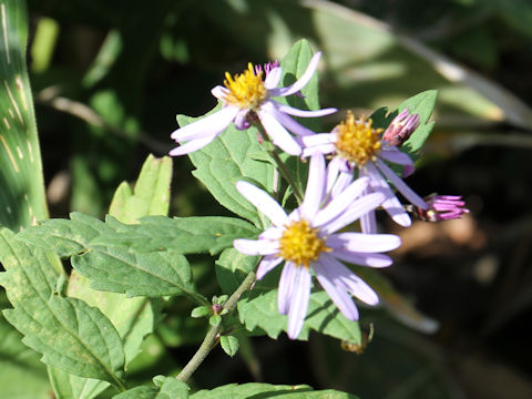 Aster microcephalus var. ovatus