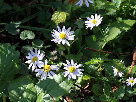 Aster microcephalus var. ovatus