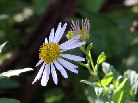 Aster microcephalus var. ovatus