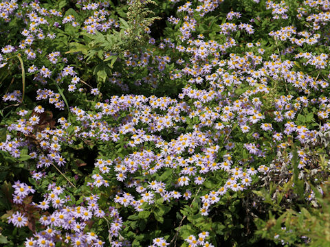 Aster microcephalus var. ovatus