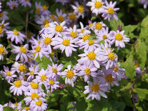 Aster microcephalus var. ovatus