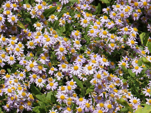 Aster microcephalus var. ovatus