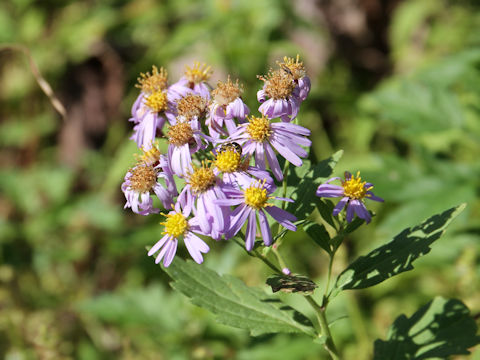 Aster microcephalus var. ovatus