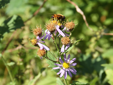 Aster microcephalus var. ovatus