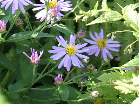 Aster microcephalus var. ovatus