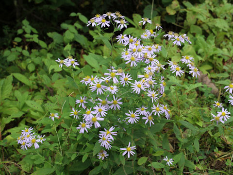 Aster microcephalus var. ovatus