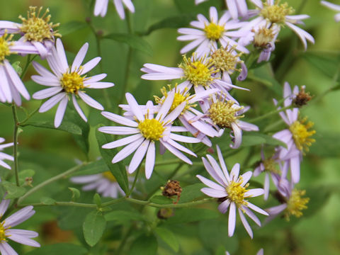 Aster microcephalus var. ovatus