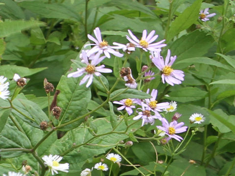 Aster microcephalus var. ovatus